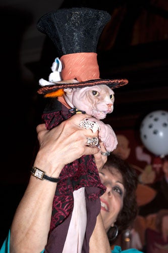 cat-fashion-show-68