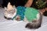 cat-fashion-show-8