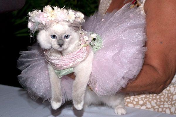 cat-fashion-show-21