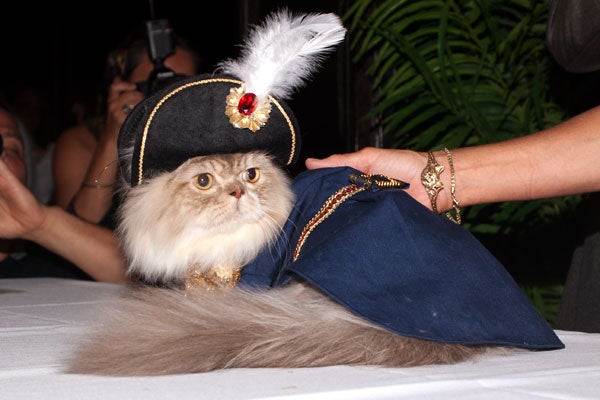 cat-fashion-show-38