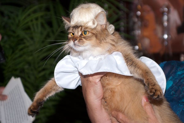 cat-fashion-show-32
