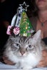 cat-fashion-show-80