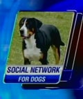 isittimefordogstohaveasocialnetworkoftheirown