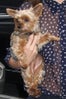 Miranda_Kerr_dog