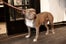 Cutest Shop Dogs In San Francisco BellJar