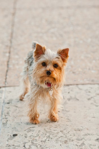 08-andy_lai_photography_refinery29_dogs_8