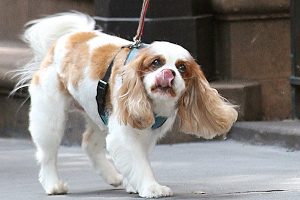 Liv_Tyler_dog