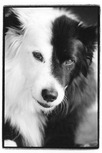 _ET-Luckydog