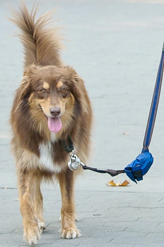 Amanda_Seyfried_dog