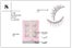 beauty-products-fake-alshes