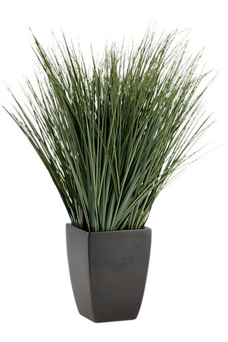 OnionGrassPottedS7