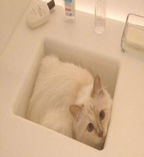 choupette2