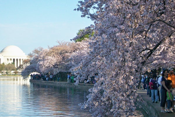 001_Cherry-Blossom-Festival_3