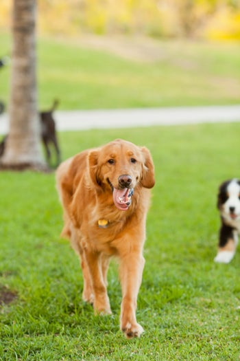 06-andy_lai_photography_refinery29_dogs_6
