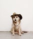 dogdogOP