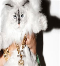 juicy-cats