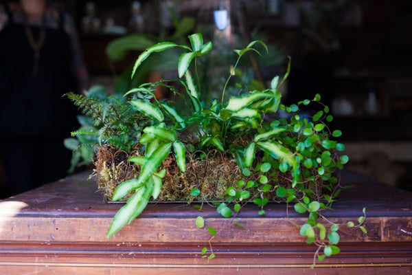 15_MOSS_CRATE_FINAL_b