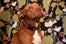Cutest Shop Dogs In San Francisco BellJar