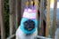 puge_cake