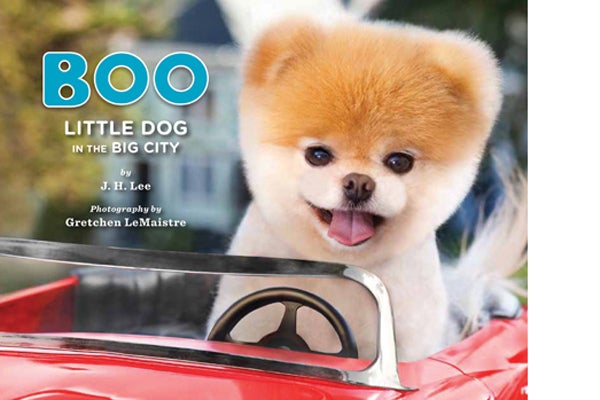 boo-little-dog-in-the-big-city