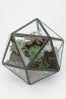 urban-outfitters-plant