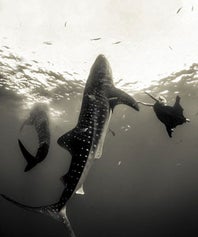 whale-opener