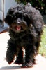 January_Jones_Dog
