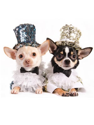 CanineCoutureEmbed