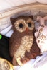 new owl 3