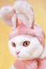 bunny-cat