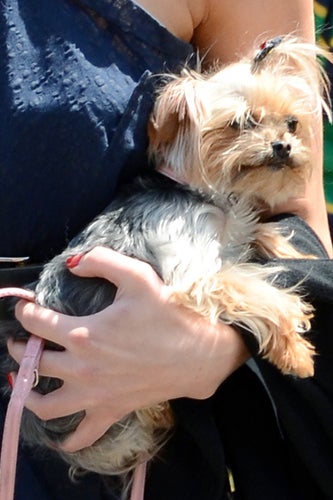 Amber_Heard_dog