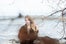 08_WildBelle_0270