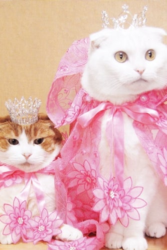 royal-wedding-cats