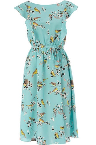 bluebird_dorothyperkins_57