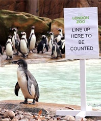 zoo-census-opne