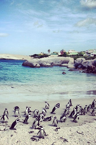 11---Penguins-on-Bolder-Beach