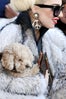 Lady_Gaga