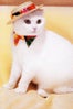 panama-hat-cat