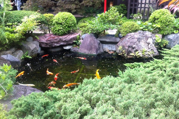 carp
