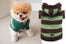 boo dog fashion