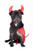 08_Motek_Devil_FrenchBulld