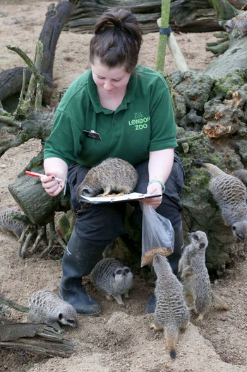 zoo-census-5