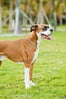07-andy_lai_photography_refinery29_dogs_7