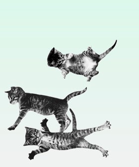 opener-cat-bounce