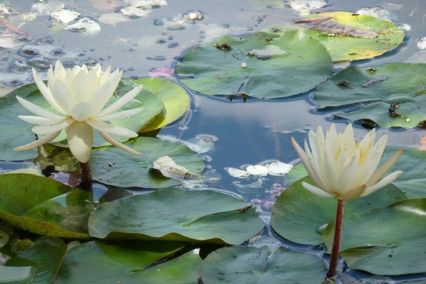 miami-botanical-facebook