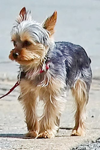 Jessica_Hart_Dog