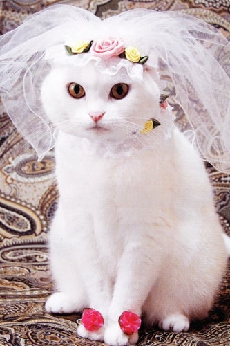 bride-cat