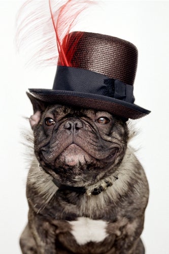 nars-marcel-dog-1
