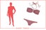 new_shorttorso