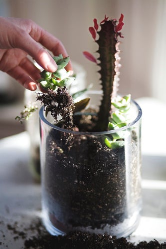 diy gardening project